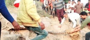 विशालकाय अजगर झांसी
