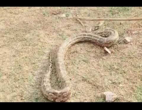 विशालकाय अजगर झांसी