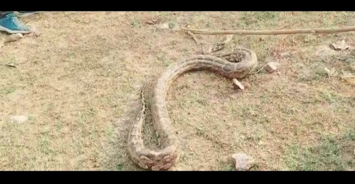 विशालकाय अजगर झांसी