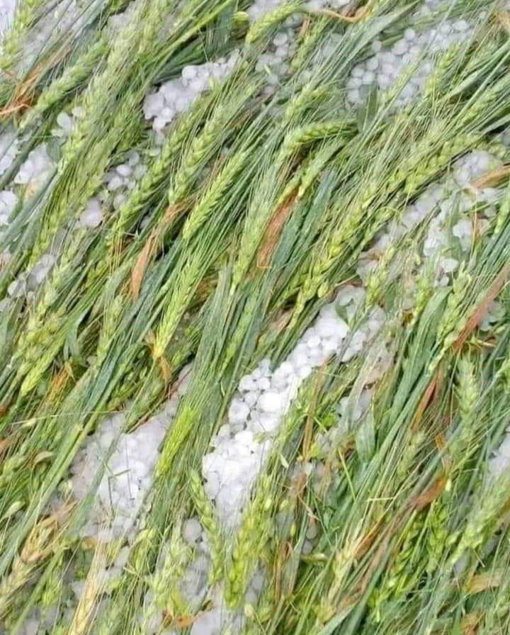तेज बारिश के साथ ओलावृष्टि