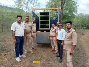 तेंदुआ चित्रकूट के रानीपुर टाइगर रिजर्व में