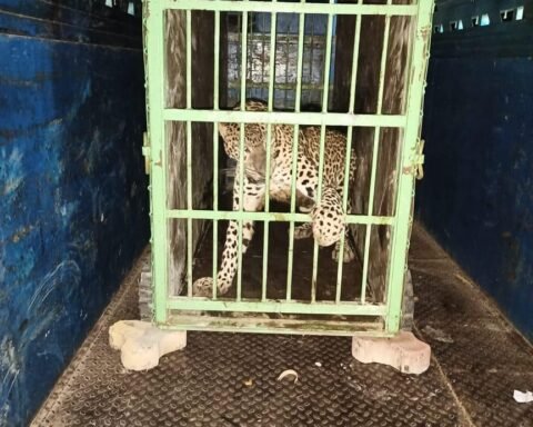 तेंदुआ चित्रकूट के रानीपुर टाइगर रिजर्व में