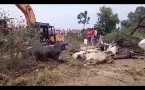 गौवंश से भरा ट्रक गिरा खाई में