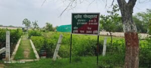 बड़े पैमाने पर वृक्षारोपण