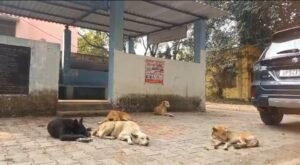 पोस्टमार्टम हाउस में शवों को नोंच रहे जानवर
