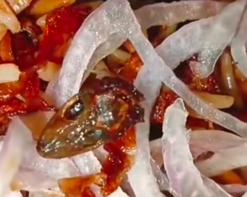 वेज बिरयानी में मिली मरी छिपकली