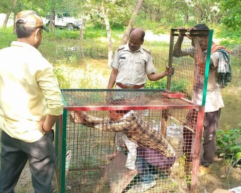 झांसी में दिखा सियार का आंतक