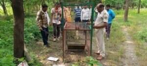 झांसी में दिखा सियार का आंतक