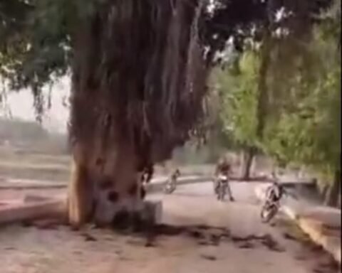 सैकड़ों चमगादड़ो की मौत