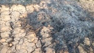 खेतों में लगी आग