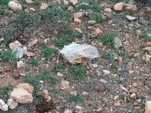 प्रेमी युगल के शव 