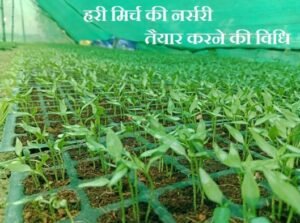 केंद्रीय कृषि विश्वविद्यालय