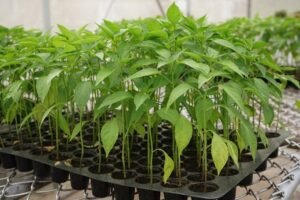 केंद्रीय कृषि विश्वविद्यालय