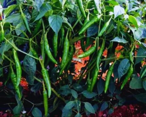 केंद्रीय कृषि विश्वविद्यालय