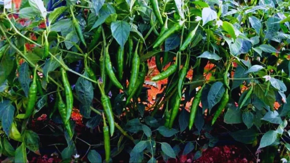 केंद्रीय कृषि विश्वविद्यालय