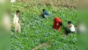 रानी लक्ष्मीबाई केंद्रीय कृषि विश्वविद्यालय