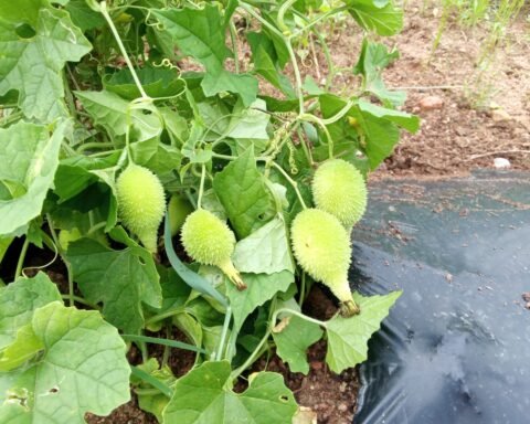 ककोड़ा की खेती