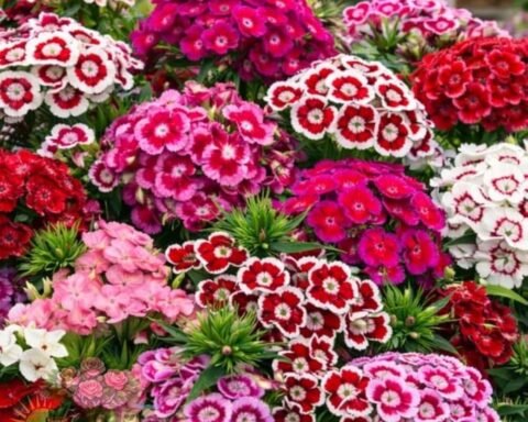 केंद्रीय कृषि विश्वविद्यालय
